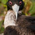 Great Frigatebird